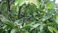 أوراق الجوافة مفيدة لمرضى الربو أكثر من مكملات الصويا