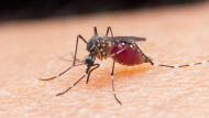 ما هي الملاريا وأهم أعراضها في اليوم العالمي للملاريا؟