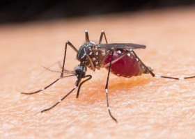 ما هي الملاريا وأهم أعراضها في اليوم العالمي للملاريا؟